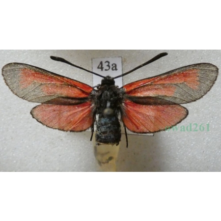 Zygaena purpuralis (Brünnich, 1763) Kraśnik purpuraczek Czech43a